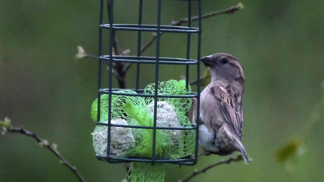 Ook vogels ondervinden schade van neonicotinoïden, zo stelt nieuw onderzoek door WUR.