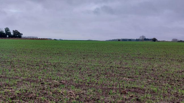 Nu de wintergerst  is gezaaid kan aan de onkruidbestrijding  gedacht worden.