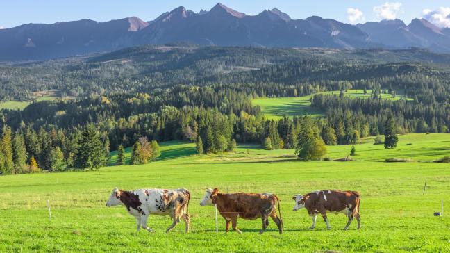 Polen wordt meer en meer hét zuivelland van Oost-Europa.