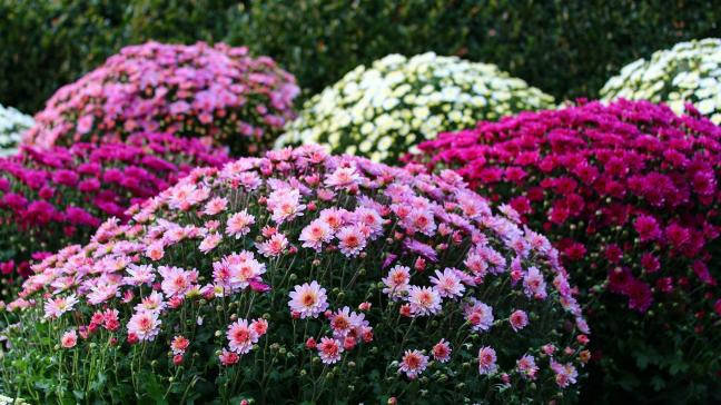 Kleinbloemige potchrysanten zijn er in bijna alle kleuren.