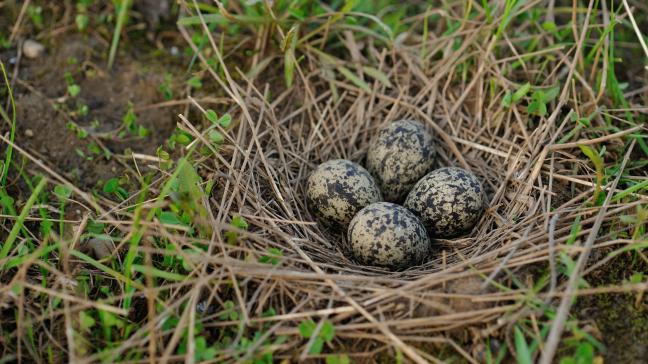 Volgens Brouns moeten we de open ruimte koesteren en landbouwers en natuurbeschermers er heel nauw laten samenwerken.