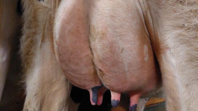 Nooit eerder realiseerden de melkkoeien in Vlaanderen een hogere levensproductie dan in het afgelopen boekjaar.