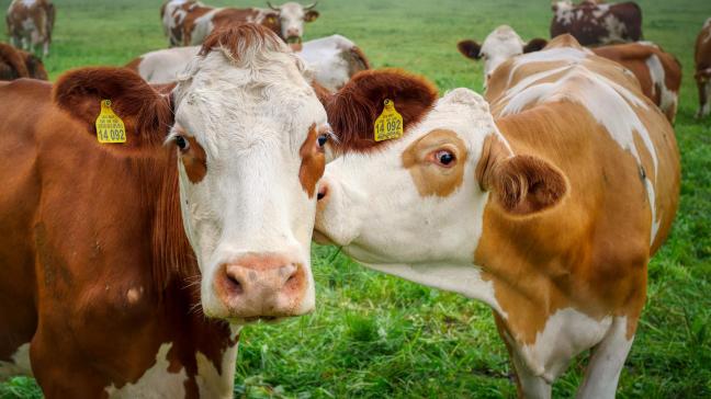 Het bloed van enkele runderen die grazen in het buitendijkse natuurgebied Het Verdronken Land van Saeftinghe in Nederland bevat verhoogde gehalten PFOS.