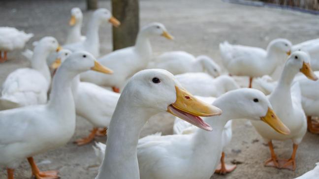 Volgens een studie zijn in Frankrijk meer dan 700  haarden van de hoogpathogene vogelgriep vermeden door het vaccineren van eenden bij Franse  pluimveehouders.