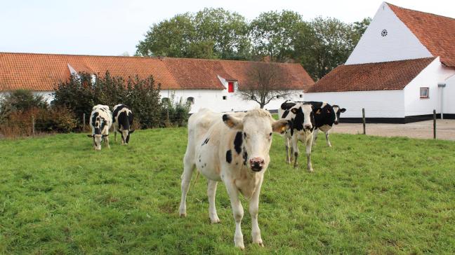 Dat ernog meer ziektes op de veehouders afkomen, moet volgens Nick De Regge van Sciensano niet betekenen dat er binnenkort geen vee meer buiten in de weides zal kunnen lopen.