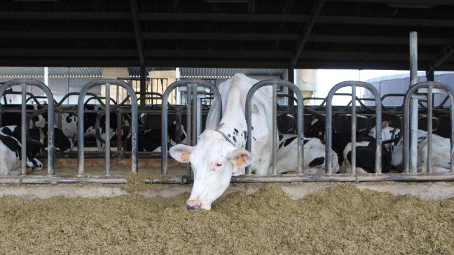 De subsidie van de Provincie West-Vlaanderen stimuleert nieuwe oplossingen die gericht zijn op het terugdringen van stikstofemissies in de landbouw.