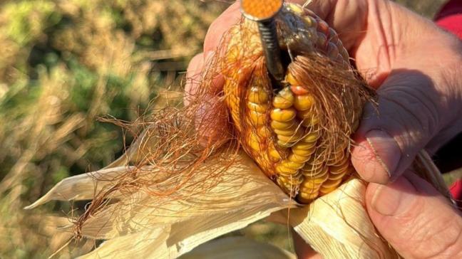 Een vandaal had in willekeurige maïskolven lange nagels verstopt, zodat de maïs niet kon geoogst worden.