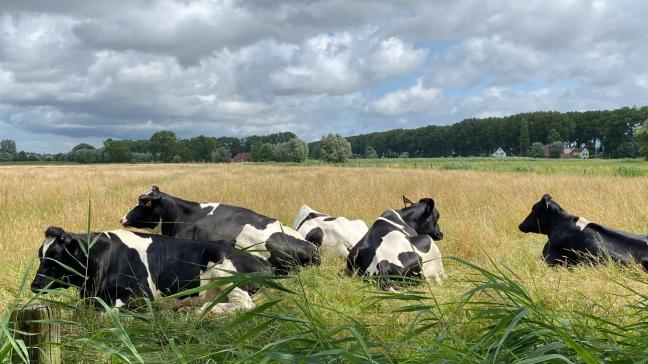 Meer beweiding vormt een onderdeel van de circulaire visie van Kurt Sannen (INBO)voor de melkveehouderij van de toekomst.