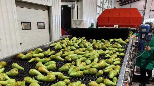 Biostimulanten verhogen de gewasopbrengst bij peer en bij andere gewassen.