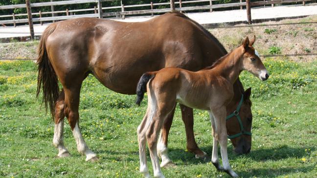 De Vlaamse paardenwereld kreeg een duidelijke plaats in het nieuw Vlaams regeerakkoord.