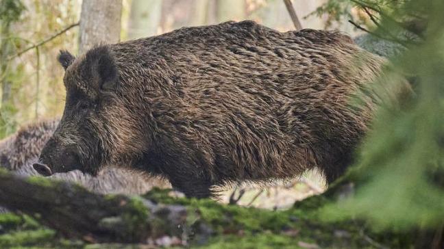 Stel je in je gewassen of bij je vee schade vast die door wilde dieren is veroorzaakt, dien dan zo snel mogelijk een aanvraag tot vergoeding in bij het Agentschap voor Natuur en Bos.