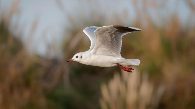 De afgelopen weken waren er een aantal vaststellingen van met vogelgriep besmette wilde vogels aan de Belgische kust.