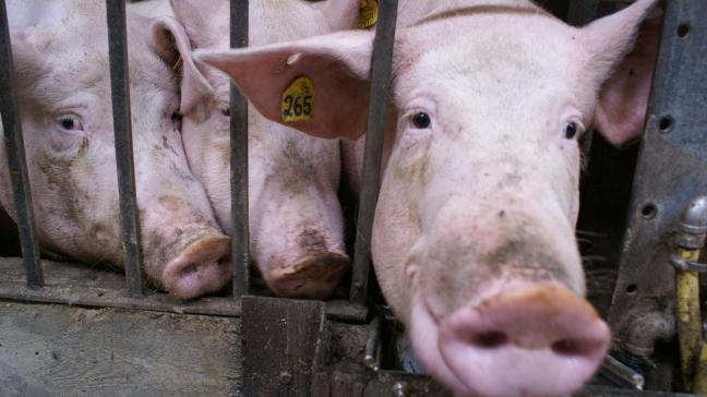 Antibiotica die wegvallen als middel door antibacteriële resistentie is een reëel gevaar. Er is bijvoorbeeld een stijging waargenomen in resistentie aan benzylpenicilline bij 2 pathogenen van varkens.