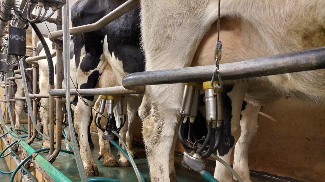 Op termijn vreest men voor gevolgen van blauwtong, zoals onvruchtbaarheid, vroeggeboorte en verminderde melkproductie.