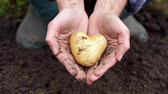 België behoort tot de top 5 van de grootste producenten van aardappelen in de EU.
