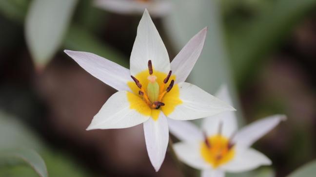 De ‘Tulipa turkestanica’ bloeit al in februari, met vaak meerdere bloemen op 1 steel.