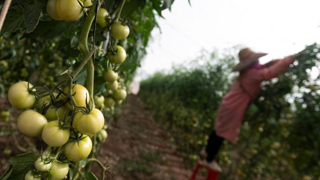 België importeert jaarlijks 23 miljoen kg tomaten vanuit Spanje. De impact van de recente overstromingen op de sector zijn nog niet duidelijk.