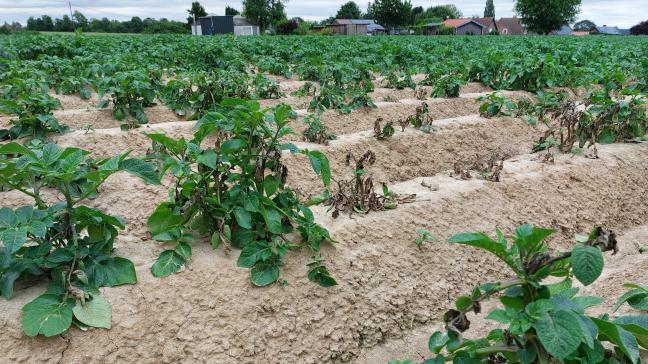 In het afgelopen jaar werd de aardappelziekte al vroeg in het veld waargenomen.