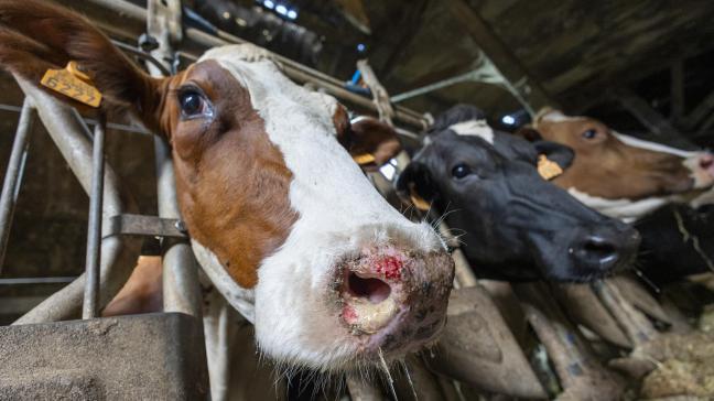 Europa weigerde uit de landbouwcrisisreserve te putten om Belgische veehouders getroffen door blauwtong te helpen.