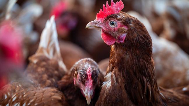 Nederland voert momenteel geen landelijke ophok- en afschermplicht in.