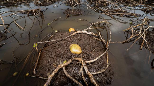 In de commissie Landbouw werd een lans gebroken voor het oprichten van een rechtsgeldige schattingscommissie.