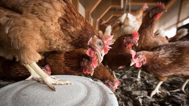 De Landsbond Pluimvee vraagt om in ons land de ophokplicht zo spoedig mogelijk in te stellen, in de strijd tegen de vogelgriep.