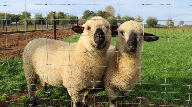 Met de vaccins kunnen runderen, schapen en geiten beschermd worden tegen de gevolgen van het blauwtongvirus.