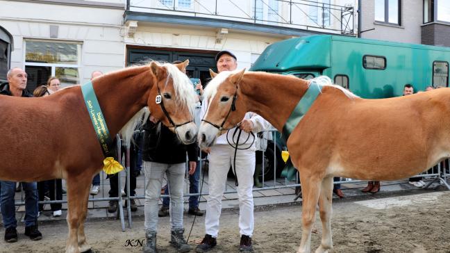 Dia-More (Liz Wales x Diana II EL) van Ken De Smet uit Sint-Lievens-Houtem werd uitgeroepen tot dagkampioene. Sunny van het hof ten Beukenboom (Sternblick de L'Our x Selly) van Bruno Ronsijn werd reservedagkampioene.