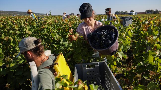 De mondiale wijnproductie zou dit jaar dalen naar 227 à 235 miljoen hectoliter wijn.
