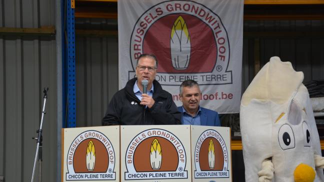 Gedeputeerde Tom Dehaene tijdens de opening van het grondwitloofseizoen op het bedrijf van teler Jos Nijs in Gelrode.