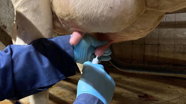 Het toedienen van een uierpreparaat: antibioticabehandelingen in de uier tijdens de lactatie of bij het droogzetten kunnen op een meer verantwoorde manier door selectief droog te zetten en door selectief te behandelen.