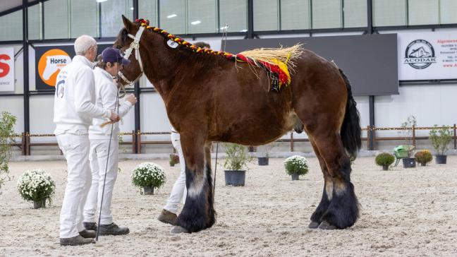 Porthos van ’t Wassegemhof, gefokt bij Pascal Walraet uit Deftinge.