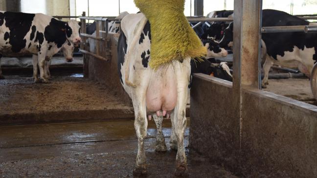 66% van de melkveehouders heeft een koeborstel in de stal