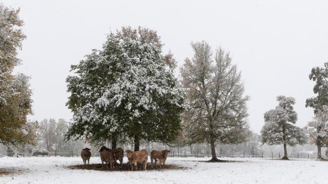 Vanaf 1 januari 2029 moeten alle dieren die buiten gehouden worden het hele jaar door natuurlijke of kunstmatige beschutting hebben, ongeacht de weersomstandigheden.