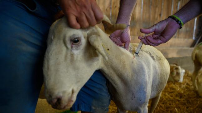 In de Commissie Gezondheid van de Kamer is een resolutie goedgekeurd die de federale regering vraagt om middelen vrij te maken voor de verplichte vaccinatie van runderen en schapen tegen blauwtong.
