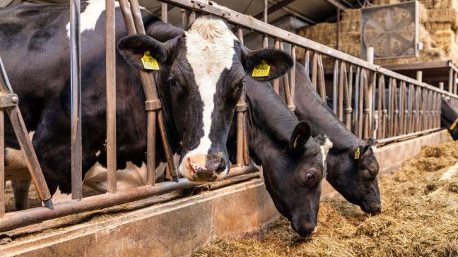 De Belgische melkprijs over december 2024 bij Vreugdenhil Dairy Foods is vastgesteld op 55,83 euro per 100 l melk, zonder btw.