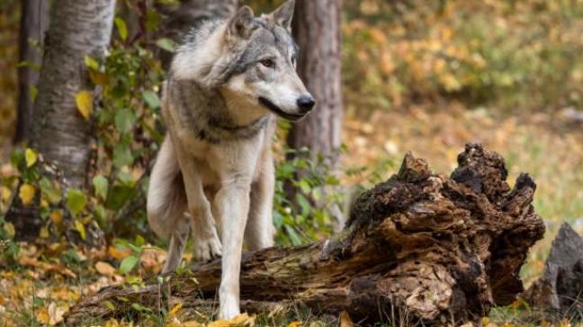 Op 3 december besloot de Conventie van Bern om de beschermingsstatus van de wolf te verlagen van ‘hoog beschermd’ naar ‘beschermd’.