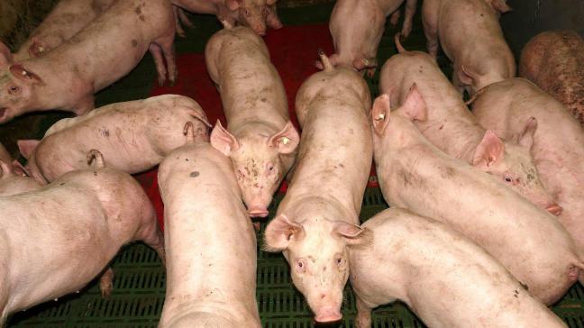 In hokken met een hoge bezettingsdichtheid kunnen varkens hun interne temperatuur niet op peil houden, door de stralingswarmte van de hokgenoten en omdat er minder vloeroppervlak is voor warmteverlies.
