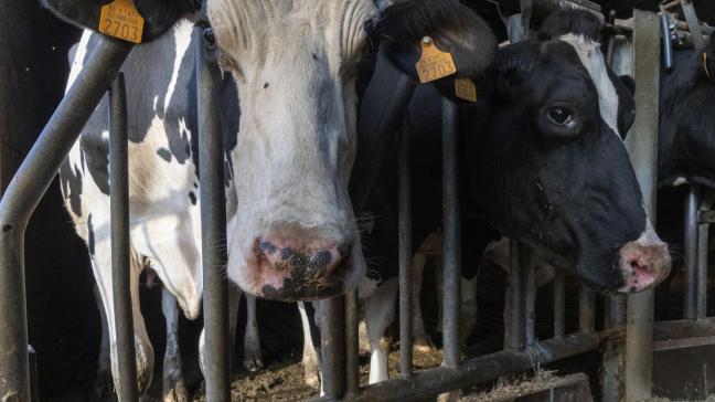 De Commissie Begroting van de Kamer keurde een amendement op de twaalfden goed dat 40 miljoen euro deblokkeert voor de verplichte vaccinatiecampagne tegen het blauwtongvirus.