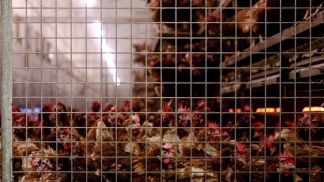 Volgenshet Harrison Collectiefverbiedt de Europese Transportverordening het vangen van kippen aan de poten al jarenlang, maar worden overtredingen in Vlaanderen niet bestraft.