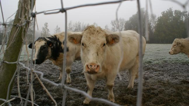 De nutriëntenemissierechten van sommige landbouwers die NER overnamen in 2024 zouden door een interpretatiefout 2 keer afgeroomd worden.