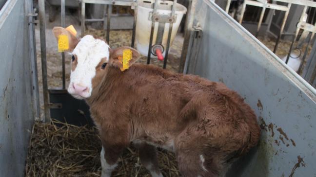 De Kamercommissie Gezondheid heeft op 17 december het licht op groen gezet voor de verplichte vaccinatie van runderen en schapen tegen blauwtong vanaf 1 januari 2025.