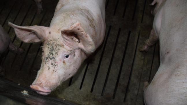 Het gebrek aan slachthuizen voor varkenshouderijen in de korte keten is een groot probleem.