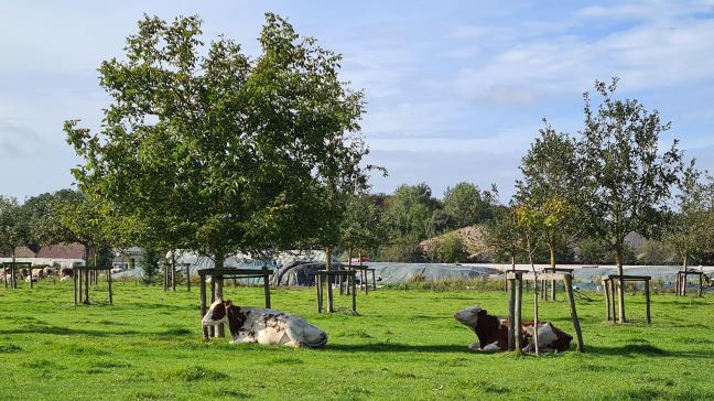 Agroforestry kan een bijdrage leveren aan weerbaarheid tegen de klimaatverandering, opbrengstverliezen bij hitte, hittestress bij dieren…