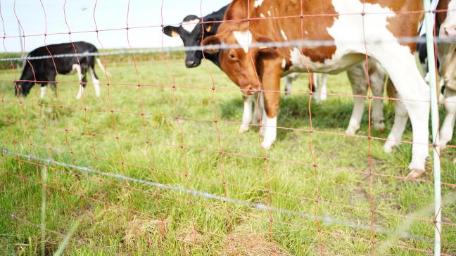 Het dalend aantal schadegevallen bij vee in Vlaanderen is volgens de minister onder meer te danken aan het intensief inzetten op het wolfwerend maken van omheiningen.
