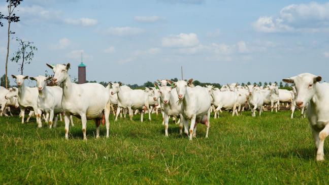 Met NOP-geitenmelk wil OGC vanaf 2025 inspelen op kansen op de Amerikaanse markt.