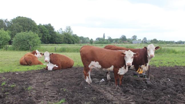 De vaccinatie van runderen tegen blauwtong en EHD moet vanaf januari 2025 beginnen om volledig efficiënt te zijn vóór de kritieke periode in mei, waar de muggen die het virus dragen het meest actief circuleren.