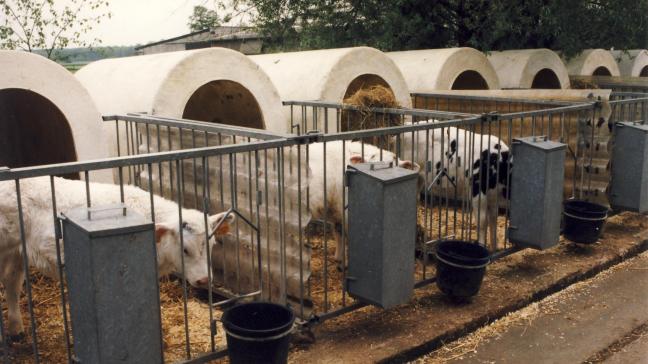Bedrijven met meer dan 5 kalveren moeten voor de individuele huisvesting van kalveren specifieke voorschriften inzake dierenwelzijn naleven.