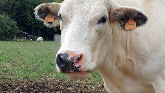 Eind februari volgend jaar wordt een voorschotbetaald op de premie voor de duurzame zoogkoeienhouderij.