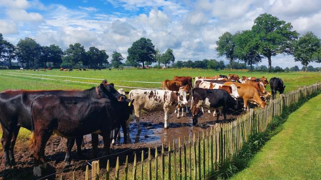 Agractie vindt dat Nederland steeds verder weg zakt in het stikstofmoeras.